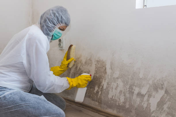 Best Commercial Mold Remediation in Valley Park, MO
