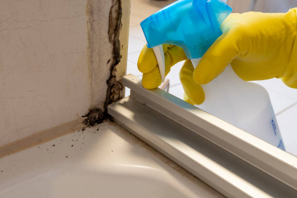 Best DIY Mold Remediation Support Services in Valley Park, MO