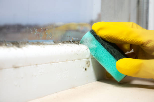 Best Basement Mold Remediation in Valley Park, MO