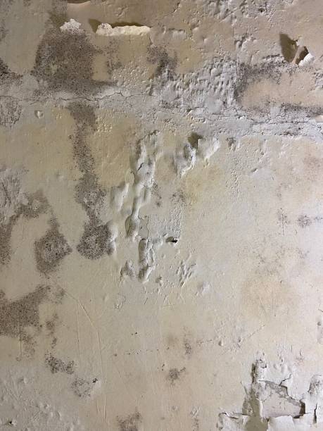 Best Localized Mold Remediation (e.g., coastal areas, humid climates) in Valley Park, MO