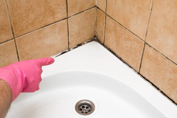 Best HVAC Mold Remediation in Valley Park, MO