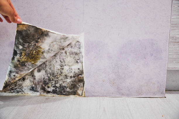 Best Residential Mold Remediation in Valley Park, MO